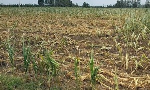 河南驻马店遭遇大旱，当地农民：全靠人工浇地，玉米叶子一碰就碎