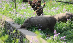 生态环境部:去年野猪致害补偿财政支付超1亿元 正着手相关防控专项工作方案