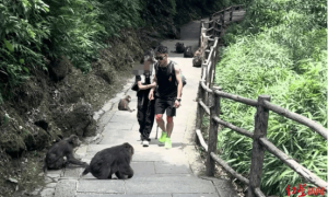 游客花3万请24位陪爬被质疑擦边?领队回应